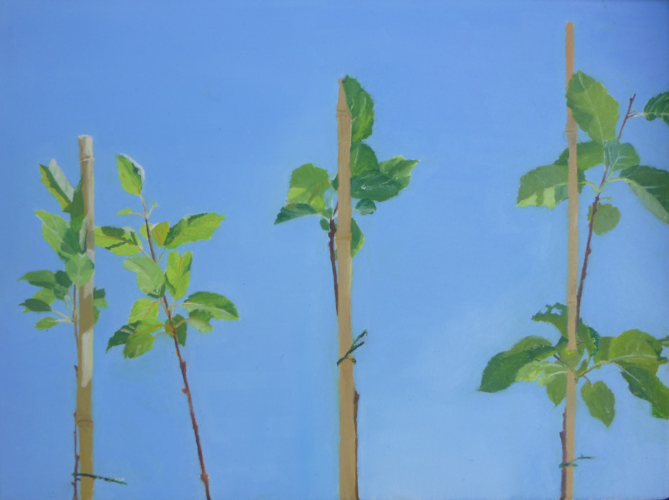 Baumschule 30 x 40 cm Öl auf Leinwand