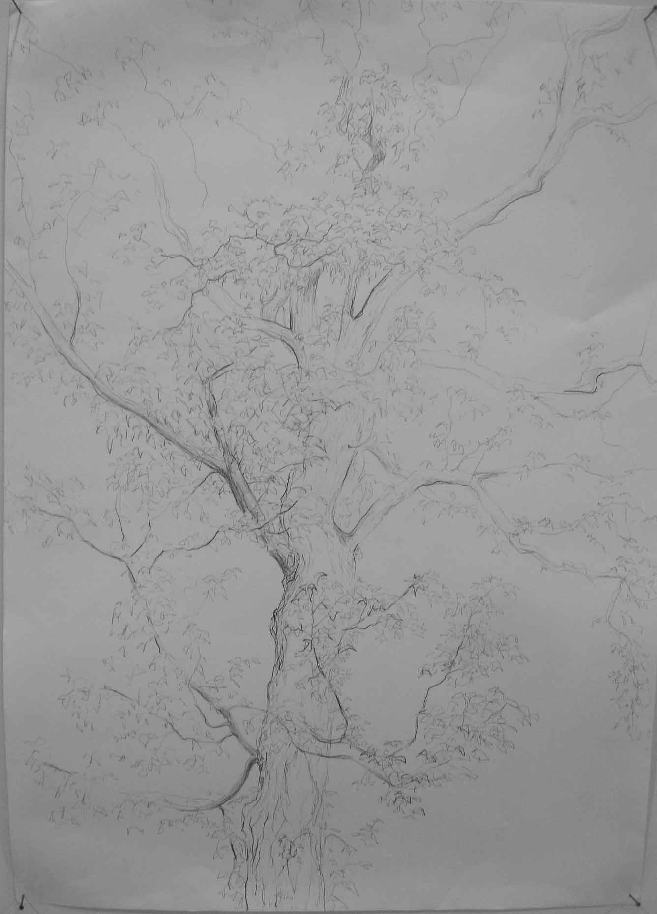 Baum III, 59 x 84 cm, 2010, Bleistift auf Papier