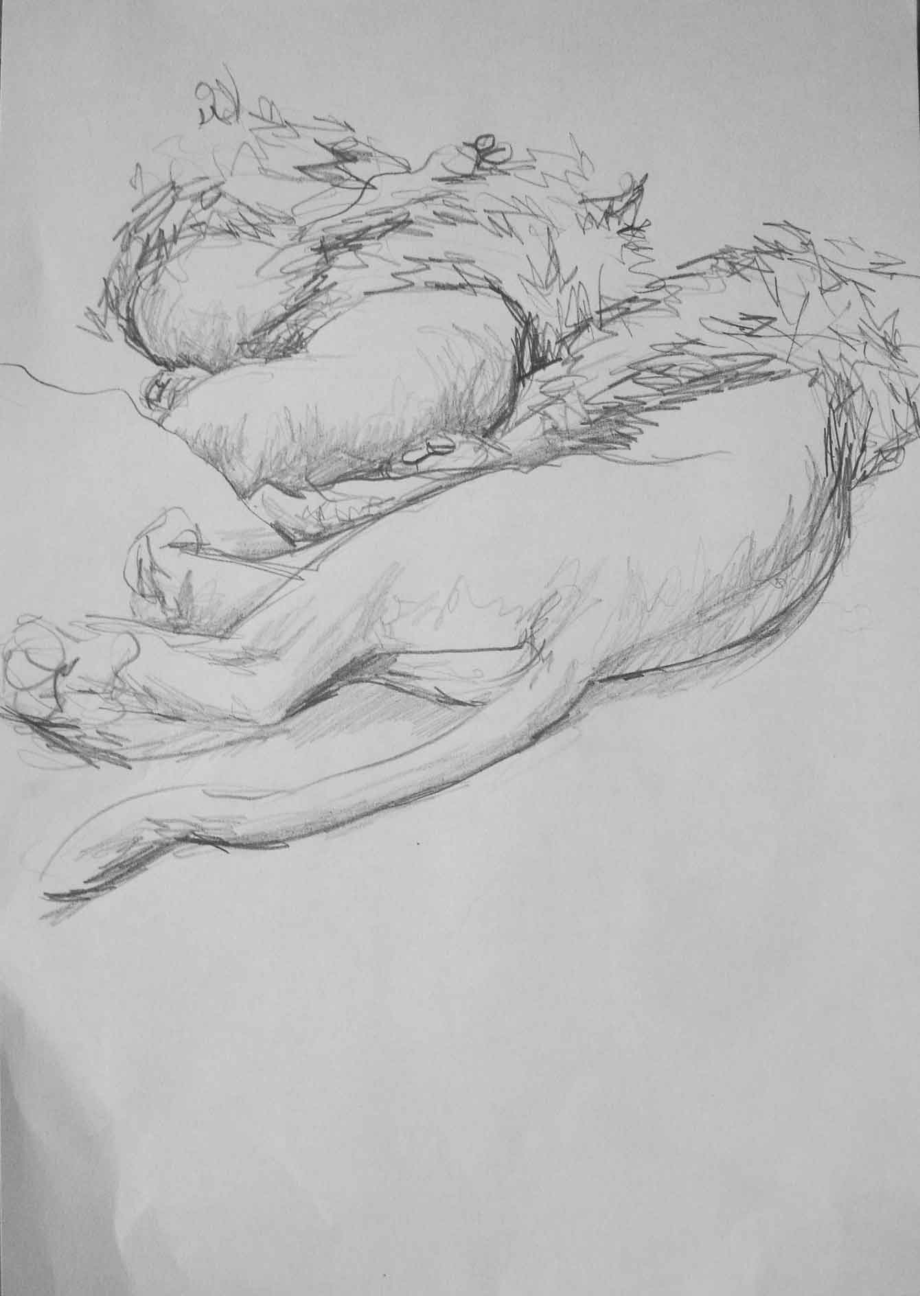 Löwen II, 30 x 40 cm, 2011, Bleistift auf Papier