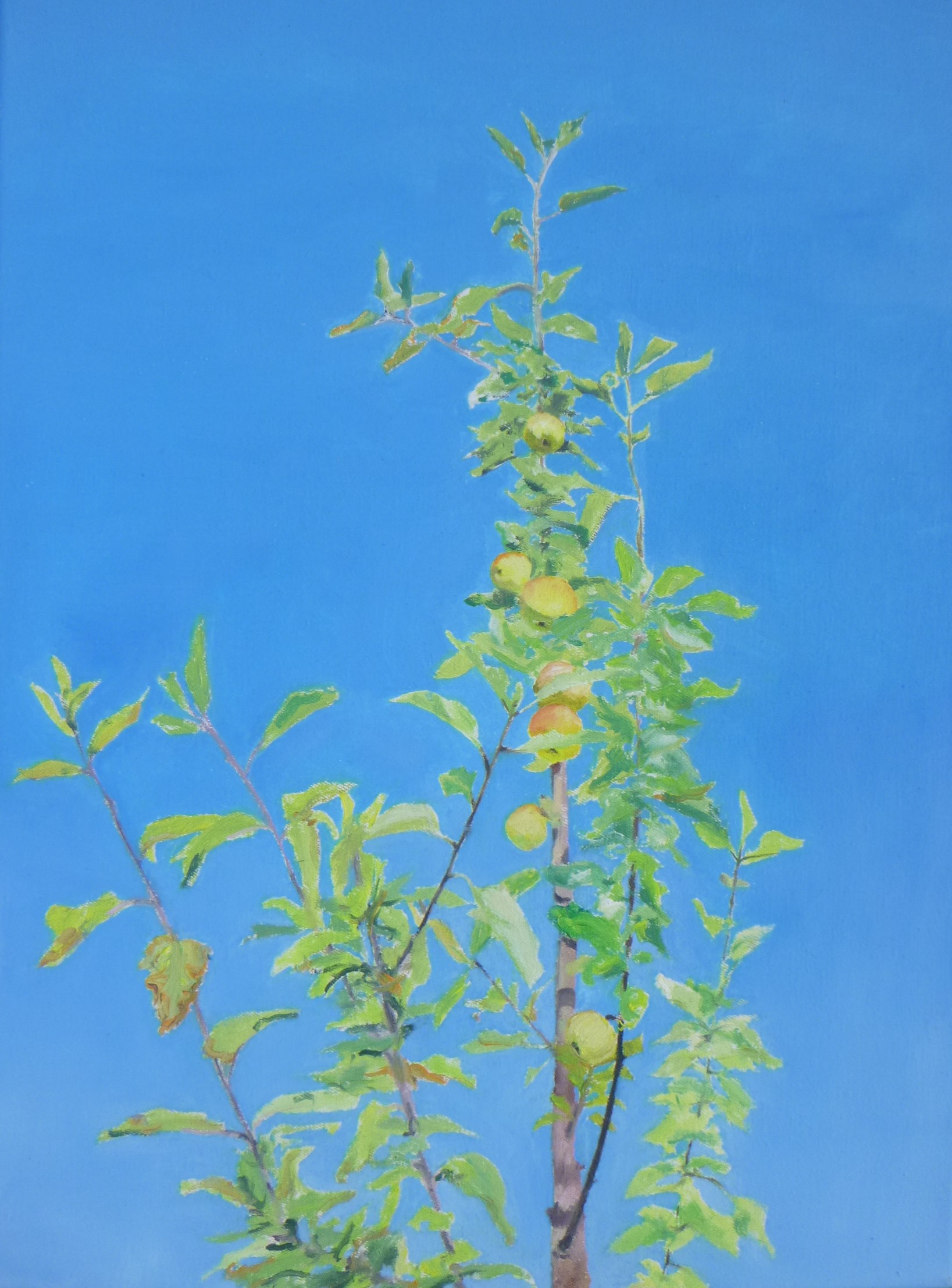 Apfelbaum gen Himmel, 30 x 40 cm, 2018, Öl auf Leinwand